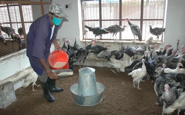 Poultry farming at CARI, Bareilly.(HT Photo)