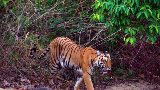 A Tiger at Corbett Tiger Reserve in Ramnagar. (HT File) A Tiger at Corbett Tiger Reserve in Ramnagar. (HT File)