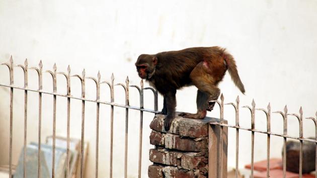 WATCH: Monkey fear in Market Building Bhubaneswar