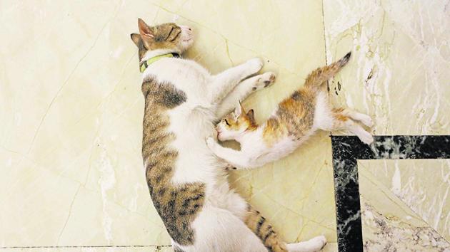 Momo with her mother Sheeba in a well-heeled central Delhi neighbourhood where we first saw her. (Mayank Austen Soofi / HT Photo) Momo with her mother Sheeba in a well-heeled central Delhi neighbourhood where we first saw her. (Mayank Austen Soofi / HT Photo)