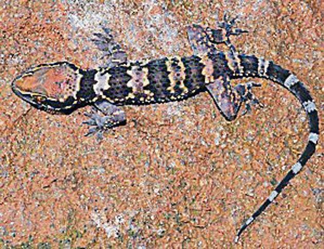 Hemidactylus sushilduttai or Dutta’s Mahendragiri gecko