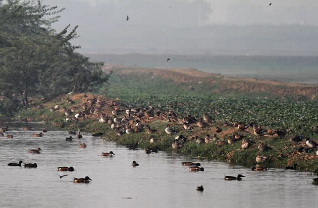 Exotic birds from different parts of the globe come to nest at the Basai wetland every year.(HT FILE)