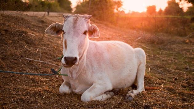 The nine men blocked the road and demanded that a case be lodged against Jaipur Municipal Corporation for the cow’s death. (Getty /Representative image) The nine men blocked the road and demanded that a case be lodged against Jaipur Municipal Corporation for the cow’s death. (Getty /Representative image)