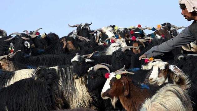 A Pakistani seller checks his goats at a livestock market ahead of the sacrificial Eid al-Adha festival in Quetta on September 22, 2015. (AFP File Photo) A Pakistani seller checks his goats at a livestock market ahead of the sacrificial Eid al-Adha festival in Quetta on September 22, 2015. (AFP File Photo)