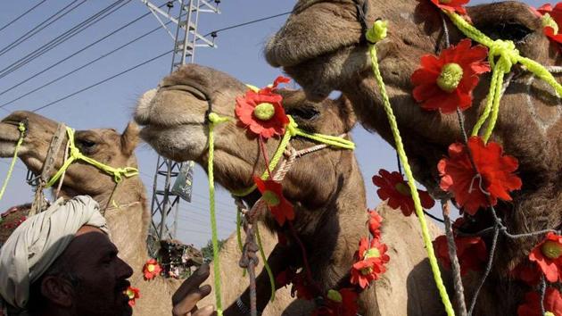 A Pakistani vendor looks to his decorated camels while he waits for customers at a livestock market set up for the Eid al Adha festival in Lahore.(File Photo) A Pakistani vendor looks to his decorated camels while he waits for customers at a livestock market set up for the Eid al Adha festival in Lahore.(File Photo)