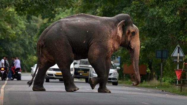 The elephant population and man-elephant conflicts are on the rise in North Bengal. (PTI File Photo) The elephant population and man-elephant conflicts are on the rise in North Bengal. (PTI File Photo)