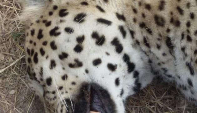The leopard was spotted lying lifeless in a mining pit by a group of villagers who immediately informed the forest department staff regarding the animal. The leopard was spotted lying lifeless in a mining pit by a group of villagers who immediately informed the forest department staff regarding the animal.