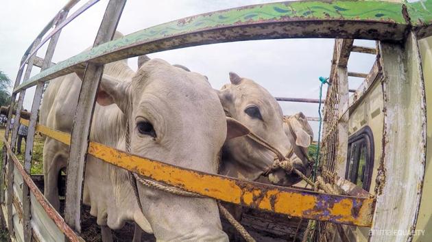 A photo taken by the Pune group shows weak and exhausted animals being transported to a slaughterhouse.(HT)