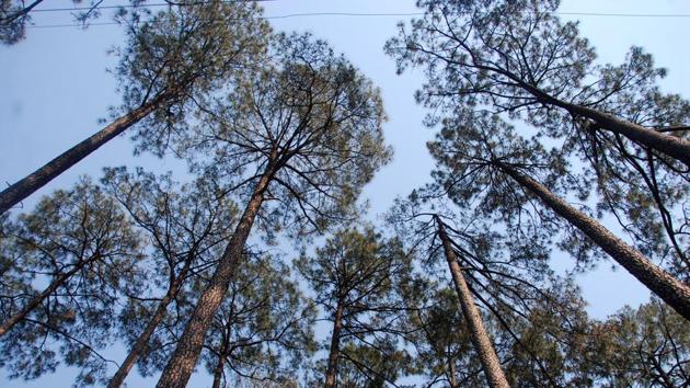 Pine fneedles during the summer cause forest fires and also retard the undergrowth, diminishing food for herbivores, leading to human-animal conflicts.(HT Photo.)