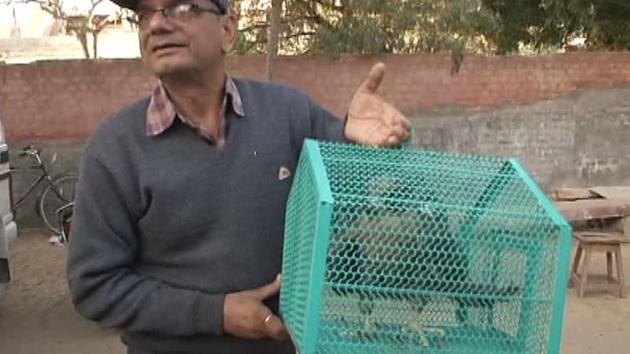 The falcon, which was caught by the Rajasthan villagers.(HT Photo)
