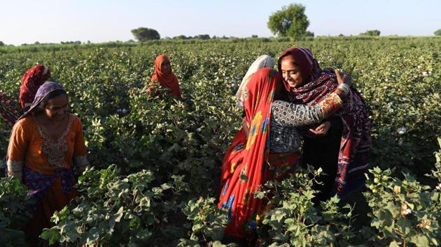 Dharejo meets workers at her agricultural field. When her father died, the women who visited to pay condolences taunted them that their family line had ended. But Dharejo’s determination --particularly her defiant stand over her family’s property years later --slowly turned the tide. Soon neighbours began to speak of her as Waderi, a new feminine version of the male honorific Wadera meaning something akin to a feudal “Lady”. (Asif Hassan / AFP) Dharejo meets workers at her agricultural field. When her father died, the women who visited to pay condolences taunted them that their family line had ended. But Dharejo’s determination --particularly her defiant stand over her family’s property years later --slowly turned the tide. Soon neighbours began to speak of her as Waderi, a new feminine version of the male honorific Wadera meaning something akin to a feudal “Lady”. (Asif Hassan / AFP)