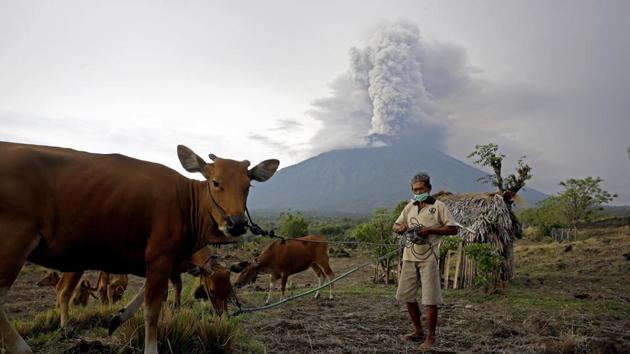 A villager takes his cows to a field with Mount Agung volcano erupting in the background in Karangasem, Bali, Indonesia, Tuesday, November 28, 2017. (AP Photo) A villager takes his cows to a field with Mount Agung volcano erupting in the background in Karangasem, Bali, Indonesia, Tuesday, November 28, 2017. (AP Photo)