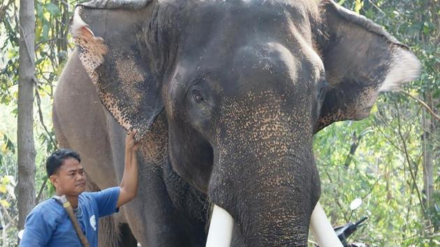 Chiang Mai Zoo shows the elephant 'Ekasit', who killed his owner Somsak Riengngen on November 28, 2017, standing next to one of the zoo's elephant handlers in Thailand's northern city of Chiang Mai. (AFP File Photo) Chiang Mai Zoo shows the elephant 'Ekasit', who killed his owner Somsak Riengngen on November 28, 2017, standing next to one of the zoo's elephant handlers in Thailand's northern city of Chiang Mai. (AFP File Photo)
