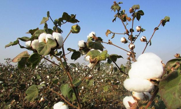 Maharashtra has 40 lakh hectares of land on which cotton crop is grown.(Photo used for representational purpose only)