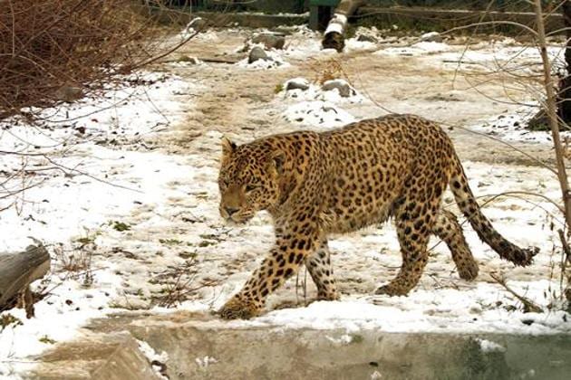 A leopard was shot dead in Uttarakhand’s Pithoragarh district after it killed two people.(Representative photo)