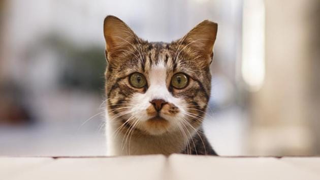 Researchers found that dogs have about 530 million cortical neurons while cats have about 250 million. (Getty Images/iStockphoto) Researchers found that dogs have about 530 million cortical neurons while cats have about 250 million. (Getty Images/iStockphoto)
