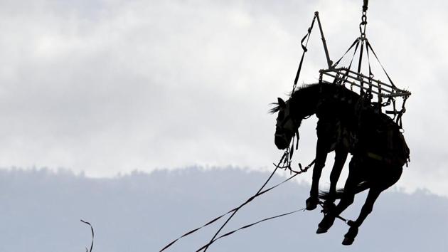 A horse hitches a ride with a Los Angeles County Fire Department helicopter to Bowen Ranch on November 27, 2017 in rural Apple Valley, California. (James Quigg / The Daily Press via AP)