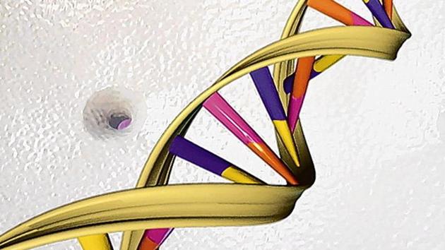 The graphene tweezers could be used for a wide range of physical and biological applications by trapping semiconductor nanocrystals, nanodiamond particles, and even DNA molecules (pictured). (HT Photo) The graphene tweezers could be used for a wide range of physical and biological applications by trapping semiconductor nanocrystals, nanodiamond particles, and even DNA molecules (pictured). (HT Photo)