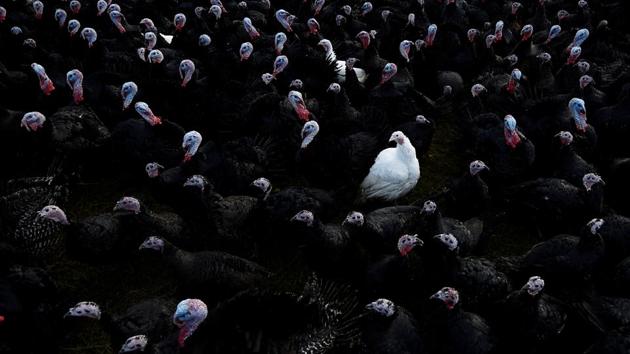 A white bronze turkey is seen amongst Norfolk black turkeys hatched and raised free range for Christmas at a Turkey farm on November 26, 2017 in Termonfeckin, Ireland. (Clodagh Kilcoyne / REUTERS)