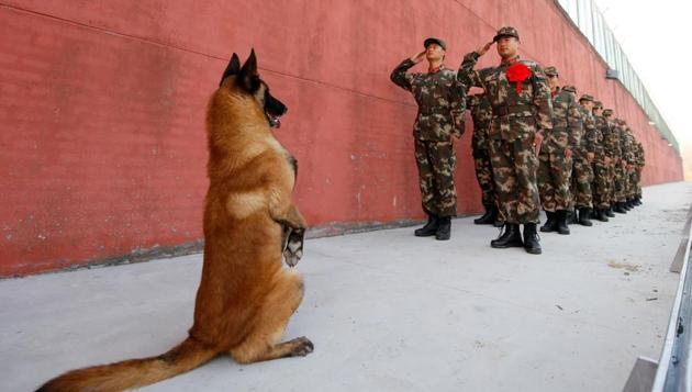 An army dog stands up as retiring soldiers salute their guard post during a retirement ceremony on November 28, 2017 in Suqian, Jiangsu province, China. (REUTERS)