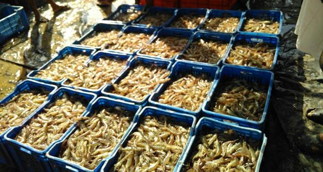 Shrimp ready for packaging in Fazilka, among districts that suffer from waterlogged fields where crops are hard to grow. (HT Photo) Shrimp ready for packaging in Fazilka, among districts that suffer from waterlogged fields where crops are hard to grow. (HT Photo)
