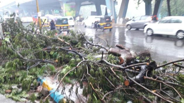 A tree collapses in Thane. (Praful Gangurde)