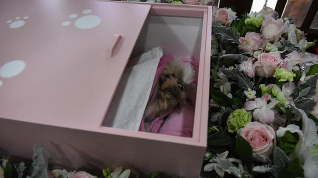 Dollar, the Shitzu dog, inside her pink coffin during her funeral at Wat Krathum Suea Pla temple. Surging demand for his service also reflects the shrinking public spaces in the bustling Thai capital. “Before, we buried them in authorised parks or backyards but now it’s rare to find ones in Bangkok,” said Phrakru Samu Jumpol, a monk at Wat Krathum Suea Pla. (Lillian Suwanrumpha / AFP)
