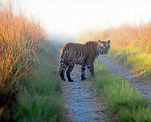 After Sariska and Panna, Rajaji is the third project of the country where tiger translocation would be done to ensure healthy breeding of the big cat.(AP)