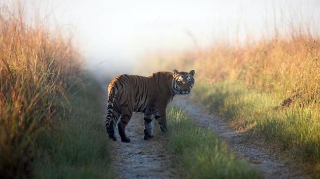 At present, there are 14 tigers at Sariska.(AP PHOTO) At present, there are 14 tigers at Sariska.(AP PHOTO)