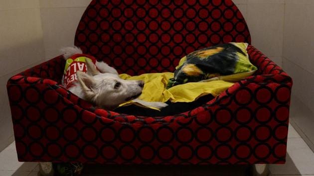 A dog at a luxury dog hotel in Gurgaon. South Asia's first luxury hotel for dogs offers velvet beds, a relaxing spa, 24-hour medical care and non-alcoholic beers imported from Belgium. (Sajjad Hussain / AFP) A dog at a luxury dog hotel in Gurgaon. South Asia's first luxury hotel for dogs offers velvet beds, a relaxing spa, 24-hour medical care and non-alcoholic beers imported from Belgium. (Sajjad Hussain / AFP)
