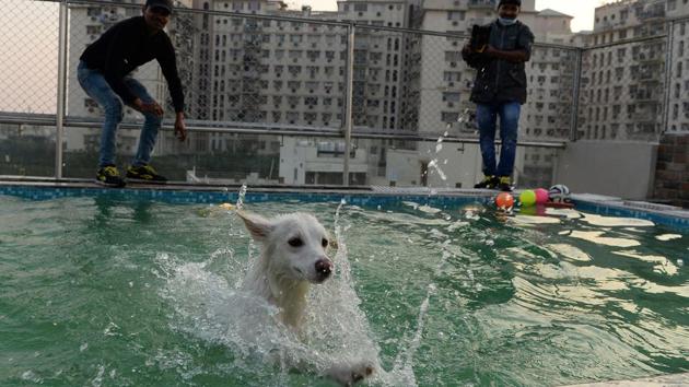 A dog bathes in a swimming pool at Critterati. The facility also has a swimming pool, a spa with ayurvedic massage oils and a vet on 24-hour call, while a medical unit with operating theatre is being built. (Sajjad Hussain / AFP) A dog bathes in a swimming pool at Critterati. The facility also has a swimming pool, a spa with ayurvedic massage oils and a vet on 24-hour call, while a medical unit with operating theatre is being built. (Sajjad Hussain / AFP)