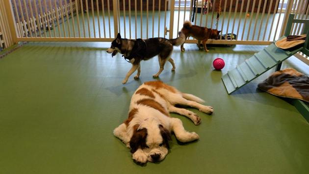 Dogs relax at the luxury dog hotel. Chawla says unlike standard kennels where animals are left alone for hours, Critterati offers a range of activities for the pets. “It starts from 7.00am with potty breaks, then breakfast, play sessions for around two hours, swimming sessions, plus time in the café.” (Sajjad Hussain / AFP) Dogs relax at the luxury dog hotel. Chawla says unlike standard kennels where animals are left alone for hours, Critterati offers a range of activities for the pets. “It starts from 7.00am with potty breaks, then breakfast, play sessions for around two hours, swimming sessions, plus time in the café.” (Sajjad Hussain / AFP)