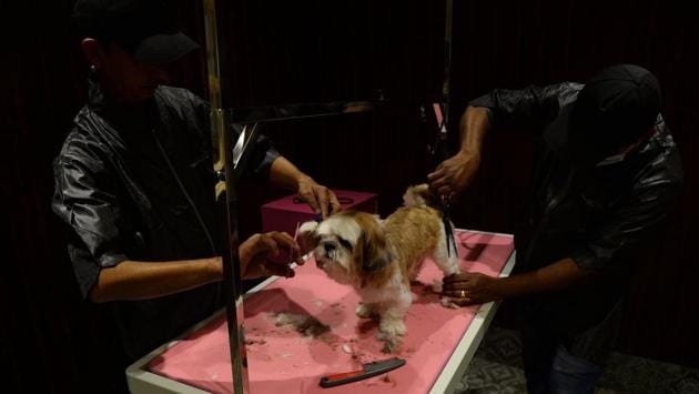 A dog gets a hair cut at the luxury dog hotel in Gurgaon. Unlike the streetwise hounds waiting outside for scraps, Critterati clients have their every need met and many of the owners refer to themselves as “parents”. (Sajjad Hussain / AFP) A dog gets a hair cut at the luxury dog hotel in Gurgaon. Unlike the streetwise hounds waiting outside for scraps, Critterati clients have their every need met and many of the owners refer to themselves as “parents”. (Sajjad Hussain / AFP)