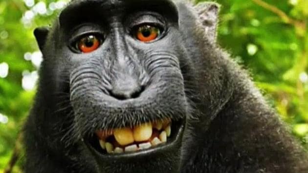 Naruto, an Indonesian monkey, whose selfie sparked a landmark US copyright case, has been named as ‘Person of the Year by PETA. Naruto, an Indonesian monkey, whose selfie sparked a landmark US copyright case, has been named as ‘Person of the Year by PETA.
