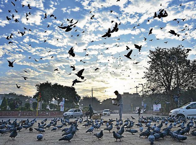 People feed pigeons on a cold morning at Pusa Road in New Delhi. (Sanchit Khanna/HT PHOTO) People feed pigeons on a cold morning at Pusa Road in New Delhi. (Sanchit Khanna/HT PHOTO)
