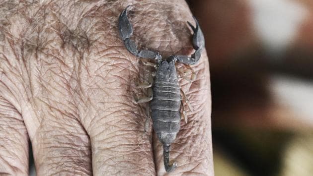 Since those medieval times, visitors can even take the scorpions outside the premises of the shrine for a set period of time seeking blessings from the saint. Belief holds that they remain harmless unless the visitor oversteps this fixed duration of returning them to the sanctuary. (Mohd Zakir / HT Photo)