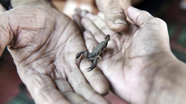 At the shrine of Sharfuddin Shah Wilayat in Amroha, Uttar Pradesh, the presence of venomous scorpions isn’t an oddity, but the norm. While out in nature, scorpions are known to sting at the slightest provocation, those here are considered its divine protectors and are harmless within the compounds of the shrine. This change in temperament is attributed to the benevolence and piety of Shah Wilayat himself. (Mohd Zakir / HT Photo)