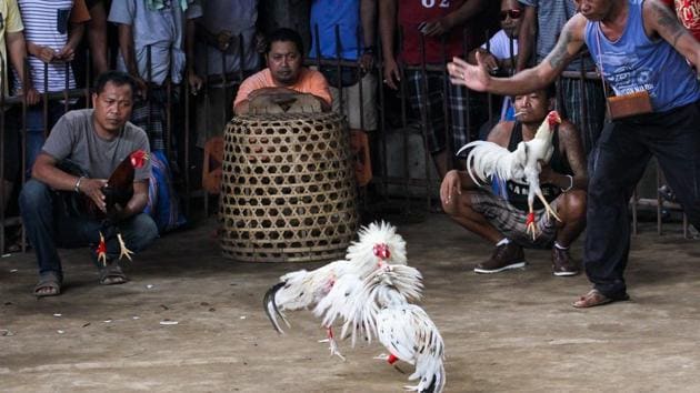 Cockfighting Is Illegal in the U.S. Why Does It Breed so Many Fighting  Birds? - The New York Times