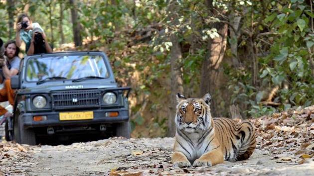 While Corbett has already been doing the exercise annually, the Rajaji administration would be taking it up just before tiger translocation is carried out. (HT File) While Corbett has already been doing the exercise annually, the Rajaji administration would be taking it up just before tiger translocation is carried out. (HT File)