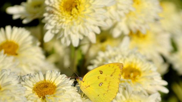 266 varieties of chrysanthemum are on display at the three-day show. (ravi kumar/ht)