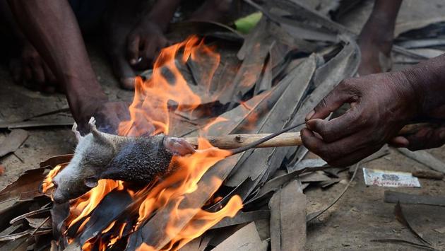 A person roasts a rat at Alampur Gonpura village in Bihar. Many Shoshit Samadhan Kendra boys are the target of jokes when they return to their villages for holidays. “We often hear stories of how their village friends taunt them to catch rats or scavenge for other food with them, like they used to earlier. And under pressure, some of them do”, said Khan. (Sajjad Hussain / AFP) A person roasts a rat at Alampur Gonpura village in Bihar. Many Shoshit Samadhan Kendra boys are the target of jokes when they return to their villages for holidays. “We often hear stories of how their village friends taunt them to catch rats or scavenge for other food with them, like they used to earlier. And under pressure, some of them do”, said Khan. (Sajjad Hussain / AFP)