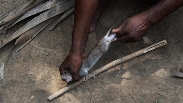 “We sit at home all day with nothing to do. Some days we get work at the farm, on others we go hungry or catch rats and eat them with whatever little grain we can get,” Rakesh told AFP. “Governments may have changed but nothing has changed for us. We still eat, live and sleep as our ancestors.” He added. (Sajjad Hussain / AFP) “We sit at home all day with nothing to do. Some days we get work at the farm, on others we go hungry or catch rats and eat them with whatever little grain we can get,” Rakesh told AFP. “Governments may have changed but nothing has changed for us. We still eat, live and sleep as our ancestors.” He added. (Sajjad Hussain / AFP)