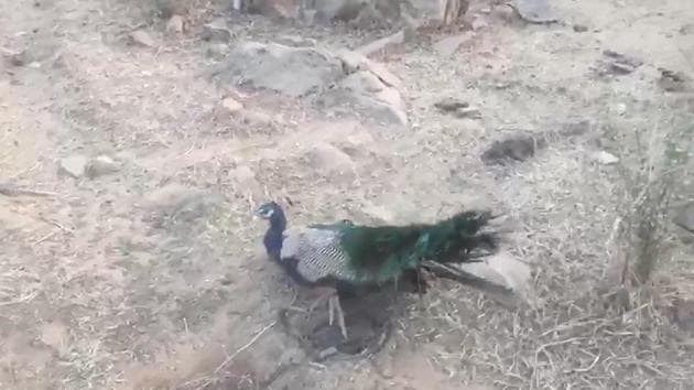 The complainant said that he regularly visits the forest area in the mornings during his walk, during which he found evidence of poaching of wildlife in the Aravallis. The complainant said that he regularly visits the forest area in the mornings during his walk, during which he found evidence of poaching of wildlife in the Aravallis.