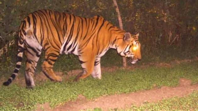 The picture of the tiger taken in Jhabua. (HT Photo) The picture of the tiger taken in Jhabua. (HT Photo)