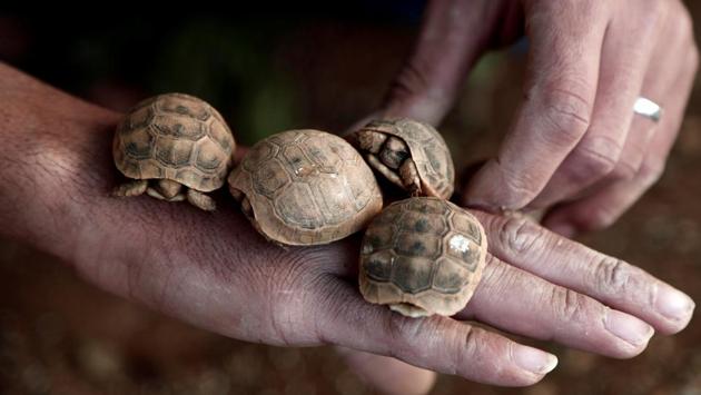 A man holds his baby turtles near the West Bank town of Tubas. (Raneen Sawafta / REUTERS) 
