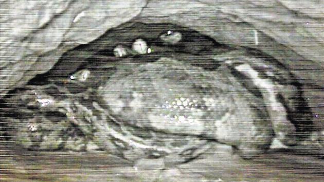 Five Rock pythons coiled together inside a burrow at Bharatpur. (Dr HN Kumara/SACON) Five Rock pythons coiled together inside a burrow at Bharatpur. (Dr HN Kumara/SACON)