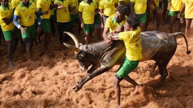 The Supreme Court banned Jallikattu in 2014, upholding concerns raised by activists who said it amounted to cruelty to animals. (PTI File Photo) The Supreme Court banned Jallikattu in 2014, upholding concerns raised by activists who said it amounted to cruelty to animals. (PTI File Photo)