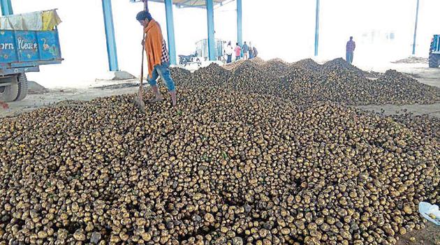 A man at the Pipli potato market at Kurukshetra district on Wednesday. (HT Photo) A man at the Pipli potato market at Kurukshetra district on Wednesday. (HT Photo)