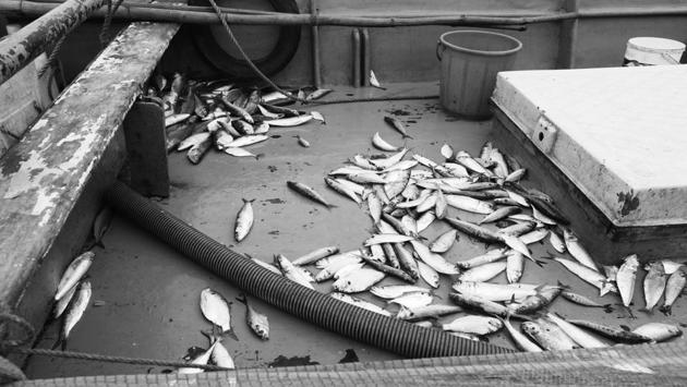A portion of the morning catch lies scattered on KC Rekha’s boat. “She can give you lessons on the habits and paths of fish such as sardine, tuna, mackerel and sea bass,” says her husband P Karthikeyan. (Vivek R Nair / HT Photo) 