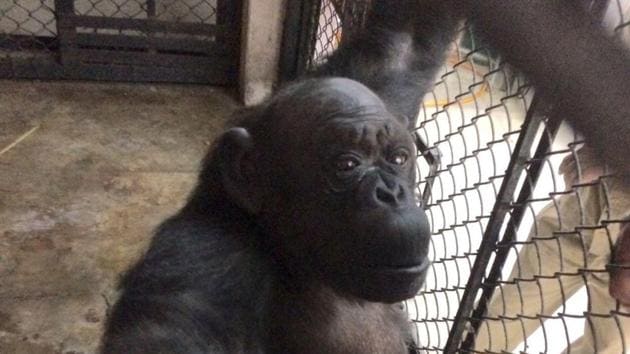 Officials from the zoo said that a television set will be placed outside her enclosure and as a birthday treat she will get to watch a movie. (HT FILE) Officials from the zoo said that a television set will be placed outside her enclosure and as a birthday treat she will get to watch a movie. (HT FILE)